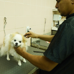 Profissional cuidando de cão na sala de banho e tosa